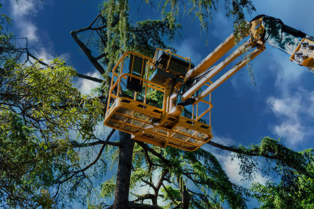 Best Tree Disease Treatment  in West Bend, WI