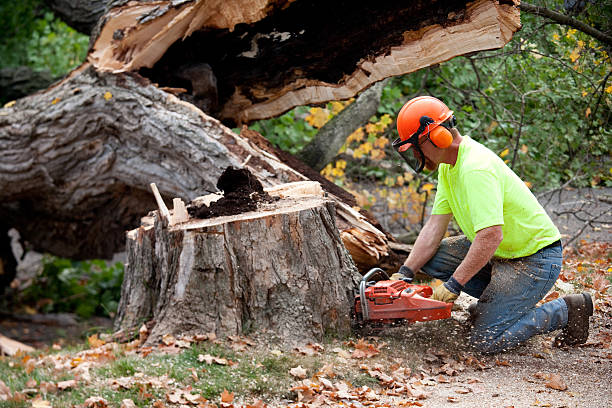 Best Utility Line Clearance  in West Bend, WI