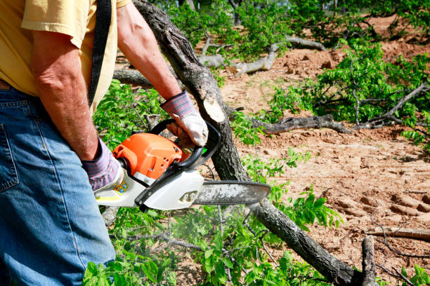Best Emergency Tree Removal  in West Bend, WI